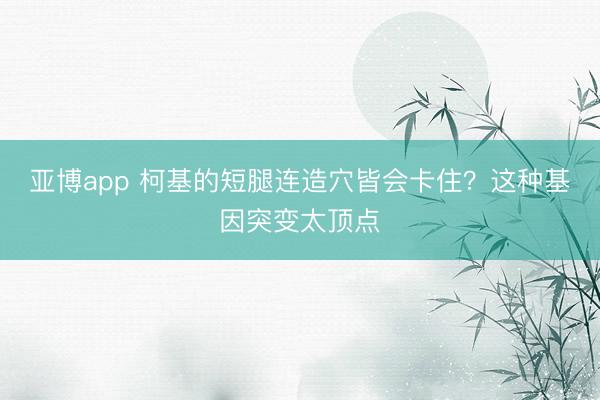 亚博app 柯基的短腿连造穴皆会卡住？这种基因突变太顶点
